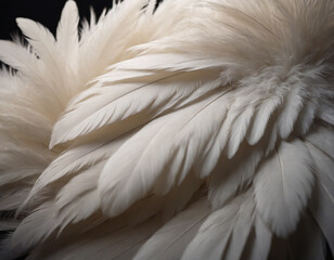 Soft Feathers with Dark and Light Contrast
