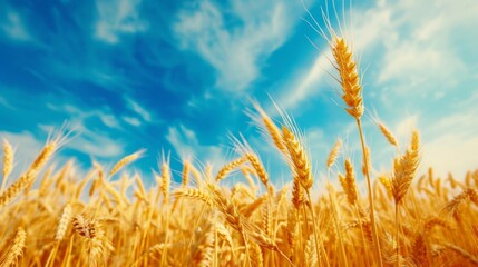 Golden Wheat Field Under Blue Sky
