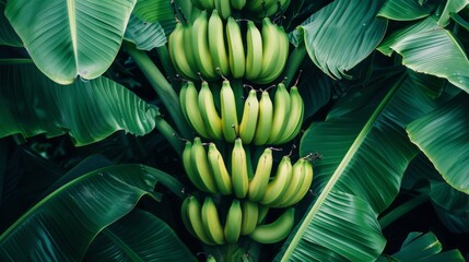 A Cluster of Green Bananas - obrazy, fototapety, plakaty