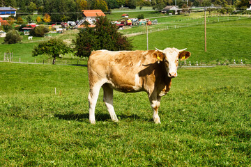 a calf in the meadow looks curiously at the photographer