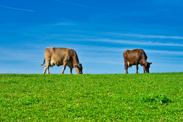 two cows graze peacefully in a spring meadow