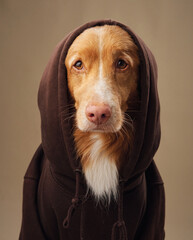 A Nova Scotia Duck Tolling Retriever dog dons a hoodie, merging cozy with cute - 779889370