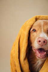 dog Wrapped in a towel, a Nova Scotia Duck Tolling Retriever seems to speak, Candid and warm in a studio session - 779889918