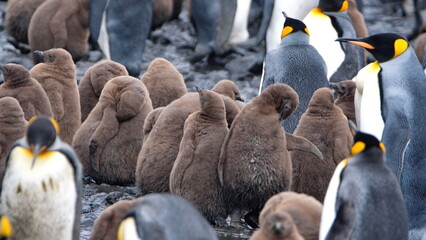 Fluffy brown chicks in a king penguin (Aptenodytes patagonicus) colony at Salisbury Plain, South...