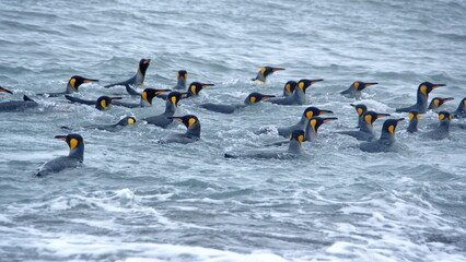 Raft of king penguins (Aptenodytes patagonicus) swimming off the shore at Salisbury Plain, South Georgia Island