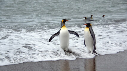 King penguins (Aptenodytes patagonicus) leaving the water at Salisbury Plain, South Georgia Island