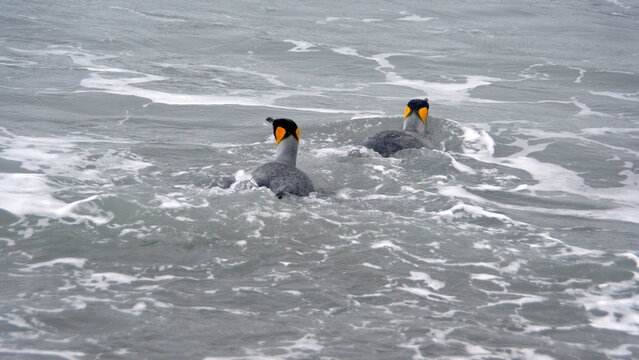 King penguins (Aptenodytes patagonicus) swimming at Salisbury Plain, South Georgia Island