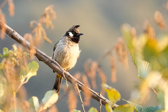 Meet the Himalayan Bulbul, scientifically known as Pycnonotus leucogenys, is a member of the bulbul family predominantly found in the northern regions of the Indian subcontinent.