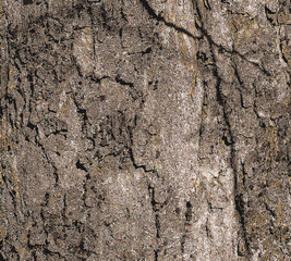 Illustration of Sycamore bark background. Acer pseudoplatanus L. Texture pattern for designers