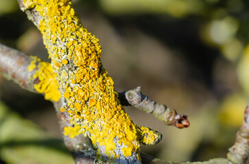 Pear branch with lichens and out of focus background. Copy space.