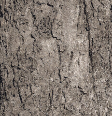 Vector illustration of Sycamore bark background. Acer pseudoplatanus L. Texture pattern for designers
