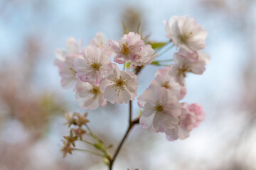 Rosaceae. Almond blossoms. Prunus × subhirtella Miq.