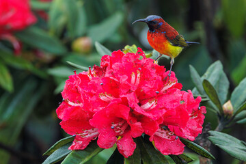 Colorful sunbird on wild rhododendron red flowers, Thailand - 779895107