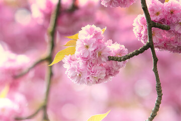 Kirschblüte im pastell rosa im Frühling - blüten in pink im 