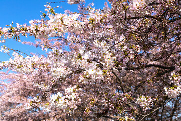 Cherry Blossom in Langelinie park on a beautiful spring day. Sakura festival in Copenhagen