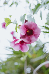 Pink Australian Flowers