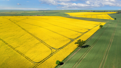 Yellow and Green Agricultural Fields in Denmark.