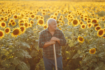 Sunlit Legacy Old Farmer Presence in Sunflower Fields