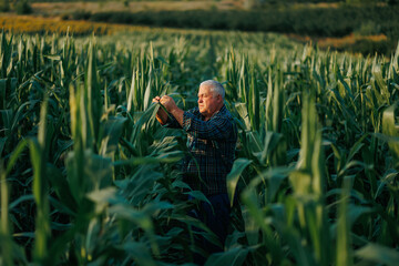manual worker inspection senior farmer in his golden corn field.