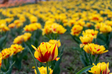 Close-up of a yellow red tulip with a field of flowers in the background