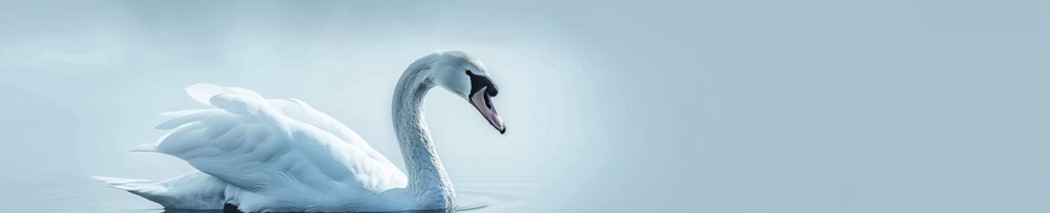 A graceful swan, neck curved elegantly, against the calmness of a soft powder blue background