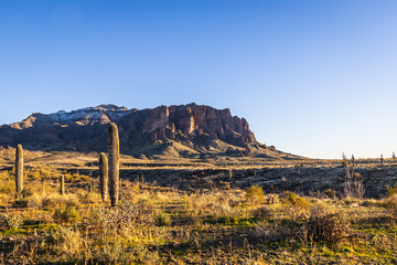 A saguaro cacti in the evening sun with Superstition Mountain in the distance.
