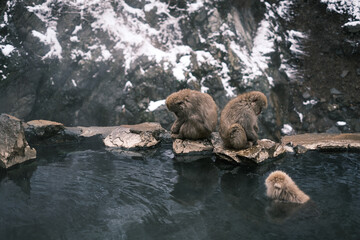 Snow monkey in Nagano #3