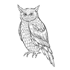 Owl vector illustration. Sitting night Bird painted by black inks in outline style. Drawing of forest Animal with for icon or logo. Drawing of the symbol of wisdom in fairy tales. Sketch of owlet.