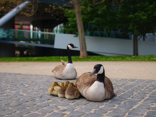 A family of Canada Geese grazing grass in city Frankfurt am Main, on bank of river in Frankfurt,...