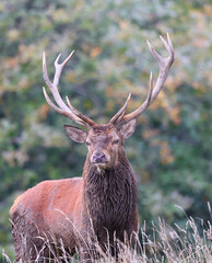 Cerf avec bois de 10 cors pendant la p&eacute;riode du brame &agrave; l'automne.