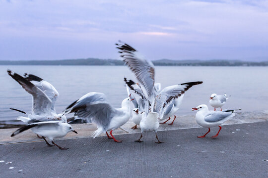 Squabbling seagulls at Warners Bay Foreshore Reserve in dusk light with motion blur