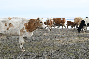 A herd of colorful cows grazes on a snowy winter meadow