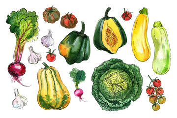 Vegetables food illustrations. Watercolor and ink sketches. Zucchini, pumpkin, cabbage, garlic, beets, tomatoes, radishes - 779908515