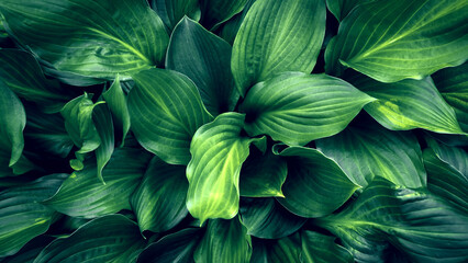 Perennial Hosta plant. Background of large and green Hosta leaves. Top view. - 779908783