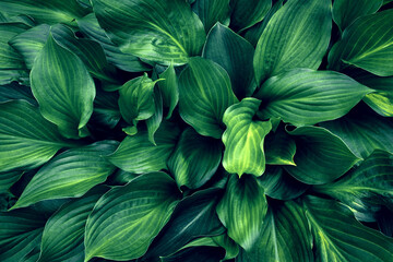 Perennial Hosta plant. Background of large and green Hosta leaves. Top view. - 779908999