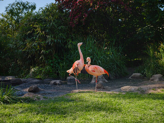 Pink Flamingo at Frankfurt Zoo, sunset time. walk in Frankfurt Zoological garden, founded in 1858...