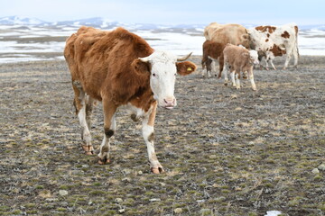 A herd of colorful cows grazes on a snowy winter meadow