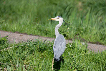 A young Heron standing in the grass is looking sideways towards the camera