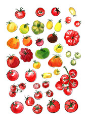 Tomatos. The tomato branch painted with watercolor on a white background. A colored sketch of vegetables with mascara and paint. Farm products.	