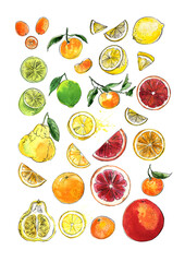 Poster Citrus fruits color sketch in watercolor and ink. Lemon, orange, ugli fruit, tangerine, kumquat
