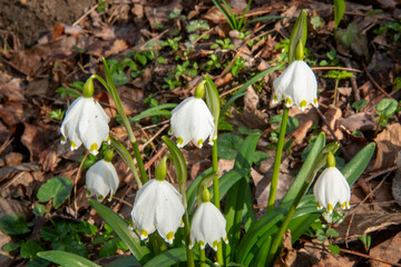 spring blooms wild flowers undergrowth downy oak northern Apennines