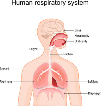 Human respiratory system