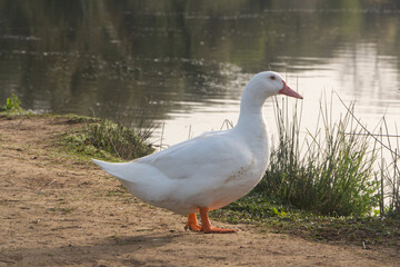 White goose on the bank of a river - 779913122