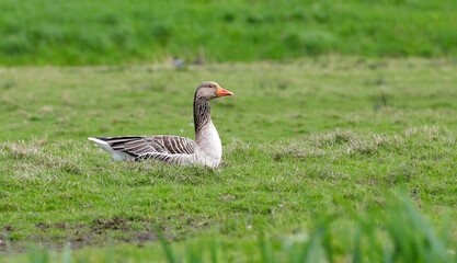 A portrait of a Greylag Goose, sitting in a grass field.