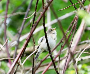 A Willow Warbler singing bird, also known as Fitis looking up whilst sitting on a branch and singing. 