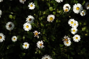 Daisies field close up in pure unpolluted nature with wild grass