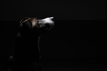 Portrait of dog sitting facing the light, isolated, in photo studio