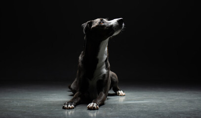 Dog stretched out on the ground looking up at a studio light