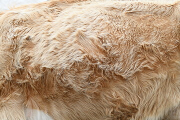 Close up photo of brownish red fur of a cow