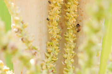 Roadside flowers in the middle of a field